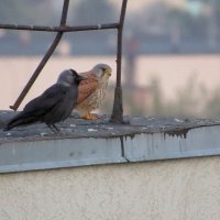 Свидетели на свадьбе :: Сеня Белгородский