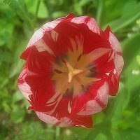 Тюльпан :: Елена Семигина