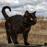 Уголёк ... :: Евгений Хвальчев