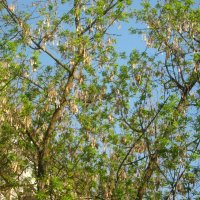 Весеннее небо :: Елена Семигина