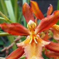 Портрет орхидеи :: ИРЭН@ .