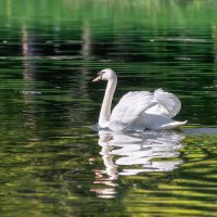 Лебедь :: Владимир Колесников Лебедь :: Владимир Колесников