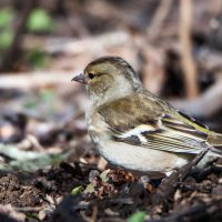 Зяблик (самочка). :: Владимир Безбородов Зяблик (самочка). :: Владимир Безбородов