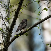 Скворец и весна. :: Владимир Безбородов