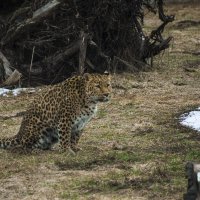 Мой город Апрель - ЛЕОПАРД :: Владимир Максимов