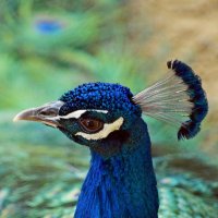 Павлин :: Oleg4618 Шутченко