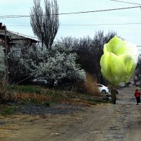 Тюльпан на улице :: Юрий Гайворонскiий