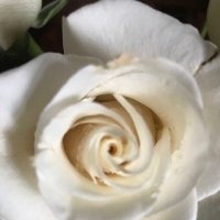 Из цикла "Розы" :: Татьяна Юрасова