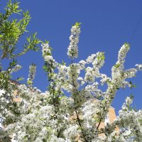 Войлочная вишня :: Freddy 97