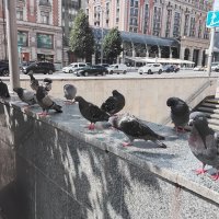 Голубочки :: Дмитрий Никитин Голубочки :: Дмитрий Никитин