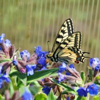 Первый махаончик в этом году :: lyudmila Курлова Первый махаончик в этом году :: lyudmila Курлова