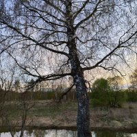 Красавица :: Денис Бочкарёв Красавица :: Денис Бочкарёв