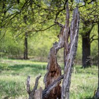 Узорный пень :: sorovey Sol Узорный пень :: sorovey Sol