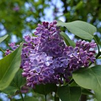 Цветёт сирень, так нежно и красиво, В весенний, ясный, чудный день! ... :: Галина 