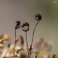 Капельки :: Андрей Пристяжнюк