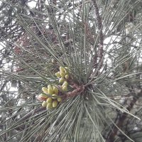 Весна! :: Варвара 