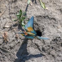 золотистые щурки. :: юрий макаров