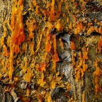 природа апреля 11 :: Александр Прокудин природа апреля 11 :: Александр Прокудин