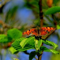 природа апреля 14 :: Александр Прокудин