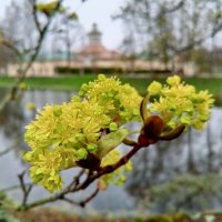 Клён :: Сапсан 