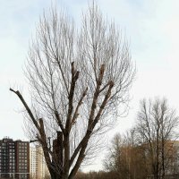 р. Охта :: Наталья Герасимова