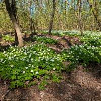 Ветреница дубравная :: Александр Синдерёв
