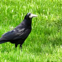 Грач - птица умная. :: Милешкин Владимир Алексеевич Грач - птица умная. :: Милешкин Владимир Алексеевич