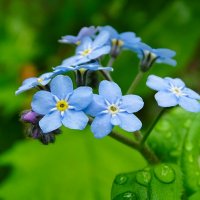 Незабудки в городе :: Милешкин Владимир Алексеевич Незабудки в городе :: Милешкин Владимир Алексеевич