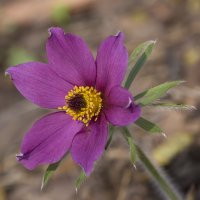 Сон трава :: Светлана Тихонина Сон трава :: Светлана Тихонина