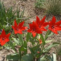 Такие разные, такие прекрасные! :: Pippa 