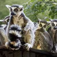 Кошачий лемур :: SanSan 