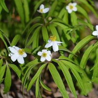 Весна в Юго-Западной Сибири :: Татьяна Лютаева