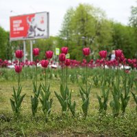 Тюльпаны :: Referee (Дмитрий) Тюльпаны :: Referee (Дмитрий)