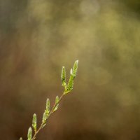 ___ :: Yuriy V ___ :: Yuriy V