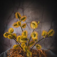 Верба :: Lyubov Busova