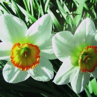 Нежные красавцы :: Людмила Смородинская Нежные красавцы :: Людмила Смородинская