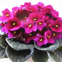 Красота на окошке :: Людмила Смородинская