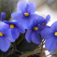 Фиалки :: Алёна Савина