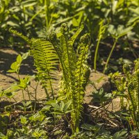 Пробуждение папоротника. :: Петр Беляков