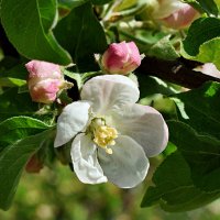 Весны мгновение. Продли нам этот миг, Весна! :: Татьяна Помогалова