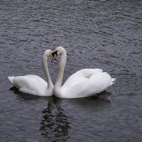 Апрель мой город - Белый Лебедь :: Владимир Максимов