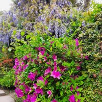 АЗАЛИЯ :: Tata Wolf