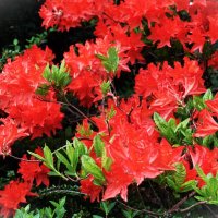 Зацветающие рододендроны :: Aida10 