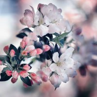 яблоня :: Лилия .