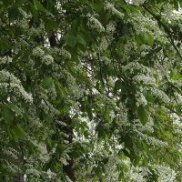 Черёмуха :: Freddy 97