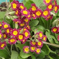 Примула :: Freddy 97