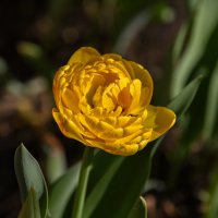 *** :: Вадим *** :: Вадим