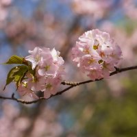 Цветущий апрель... :: Владимир Жданов