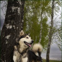 Ярик. :: leff Postnov