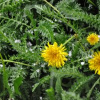 Снежная крупа после летней жары :: Татьяна Машошина